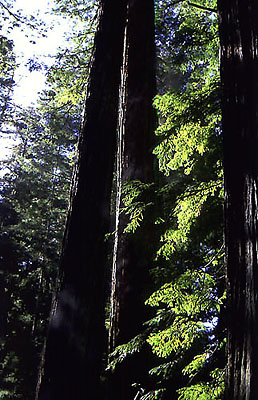 redwoods on highway 101